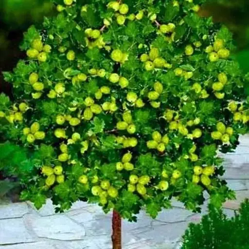 Штамбовий аґрус Agro-Market "Мукуринес" (Mukurines) (пізній термін дозрівання) (45692) 1 саджанець в упаковці - фото 1