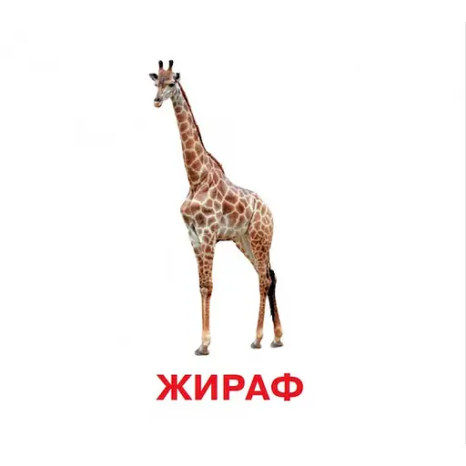 Розвиваючі картки для дітей Jumbi Дикі тварини 18 картинок J011y - фото 2