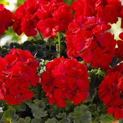 Пеларгонія зональна Dark Line "Julia" (184998) 1 саженец - фото 1