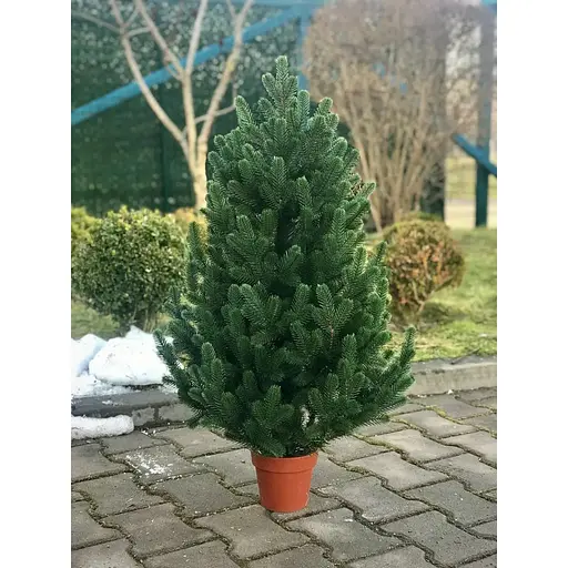 Ялинка Hvoya Traditional лита в горщику 90 см зелена новинка - фото 6