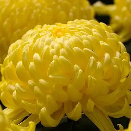 Хризантема великоквіткова "Agora Jaune" (189671) 1 саженец - фото 1