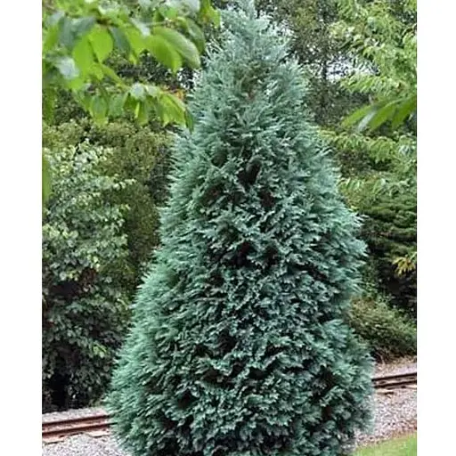 Кипарисовик Лавсона "Alumi" С3 висота 20-30см (184975) 1 саджанець - фото 1