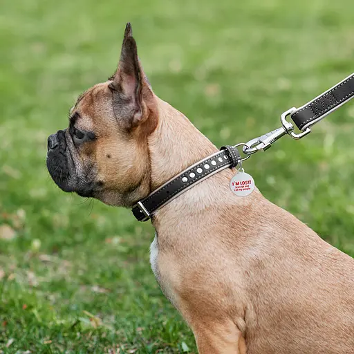 Нашийник для собак шкіряний Waudog Soft з QR-паспортом металічні прикраси Ш 15 мм Д 27-36 см чорний - фото 3