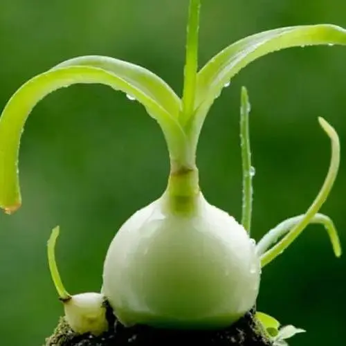 Индийский лук (вазон Р12, птицемолочник хвостатый) (188412) 1 саженец в упаковке - фото 1