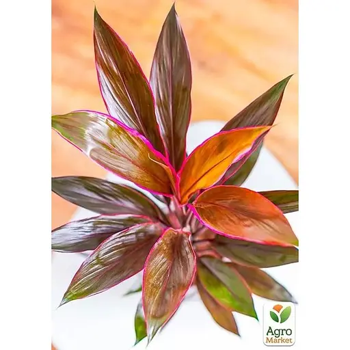 LMTD Кордилина Agro-Market Tango 35-45см (178897) 1 саженец в упаковке (комнатный) Нидерланды - фото 5