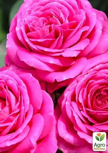 Роза в контейнере флорибунда "Claire Marshall" (садник класса АА+) (180841) 1 саженец - фото 3