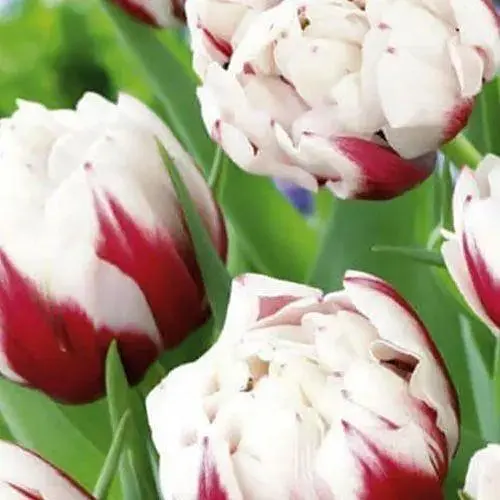 Тюльпан "Horizon" (размер 10/11, большой) 3 шт (17261) - фото 1