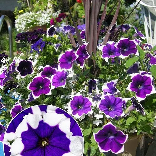 Петуния ампельная Crazytunia "Inkblot" (189794) 1 саженец - фото 2