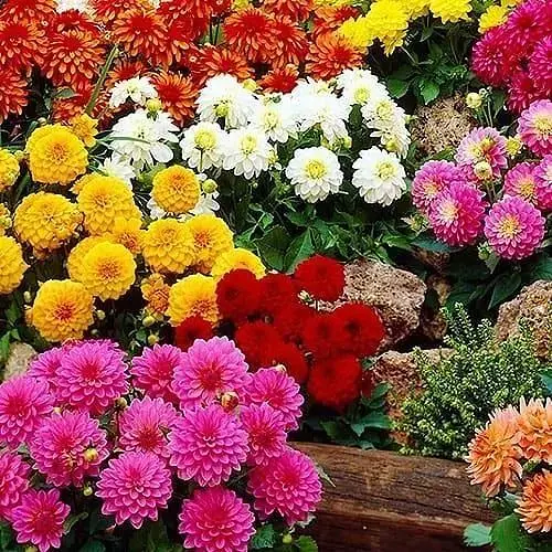 Георгина смесь (в банке) ТМ "Весна Органик" 3г (46731) - фото 1