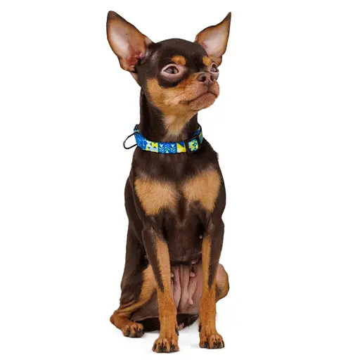 Ошейник для собак Баркси Urban патриотический Мечта - фото 4