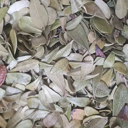 100 г мучниця/толокнянка лист сушений - свіжий урожай