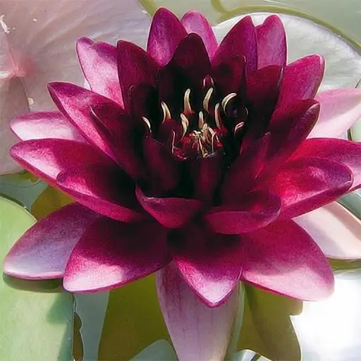 Нимфея Алмост Блэк Корневище 1 саженец (40268)  - фото 1