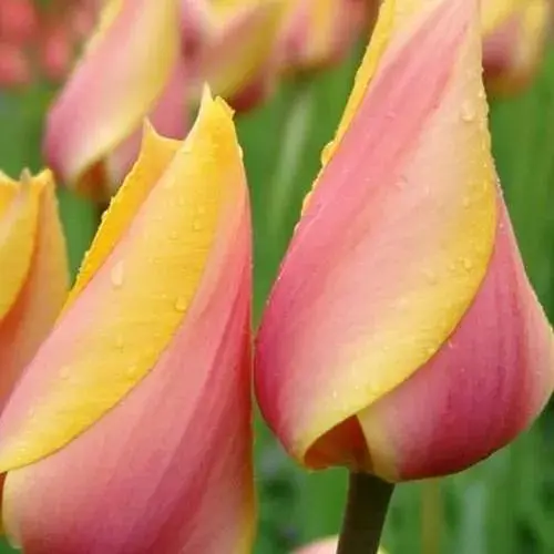 Тюльпан  Agro-Market Blashing Lady" (гігантський) (186169) 2 шт в упаковці - фото 1
