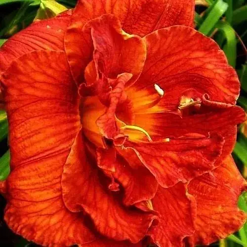 Лілійник "Mary Brown" (49664) 1 шт - фото 1