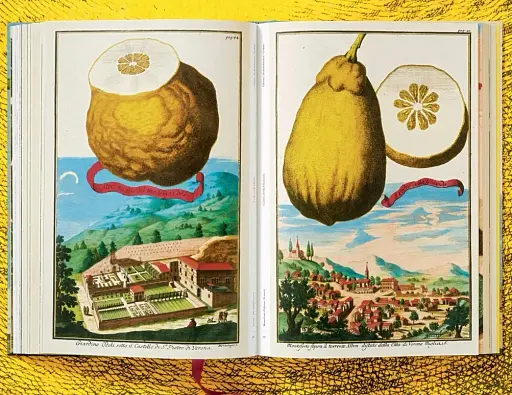 J. C. Volkamer. The Book of Citrus Fruits - фото 10