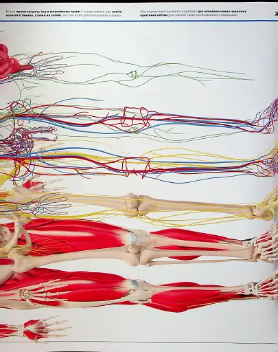 Енциклопедія знань. Тіло людини - фото 18
