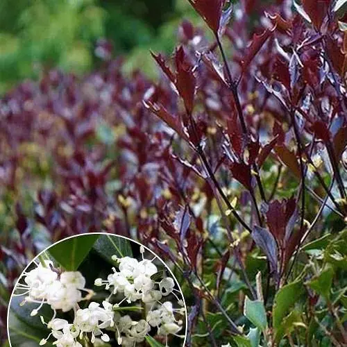 Османтус Purpureus (вечнозеленая декоративная изгородь) (190028) 1 саженец в упаковке - фото 1