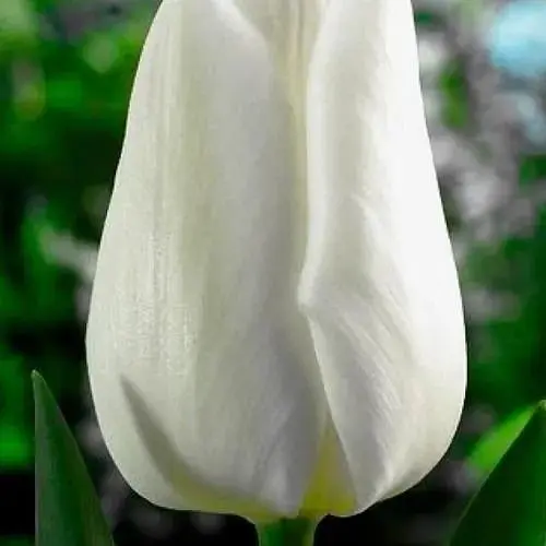 Тюльпан "White Prince" (размер 11/12, большой) 3 шт (39198) - фото 1