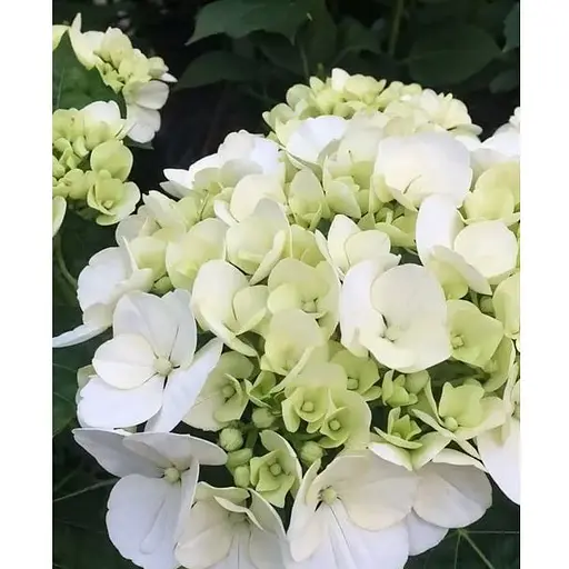 Гортензія крупнолиста 2-річна "White Spirit" висота саджанця 20-40см (186194) 1 саженец - фото 1