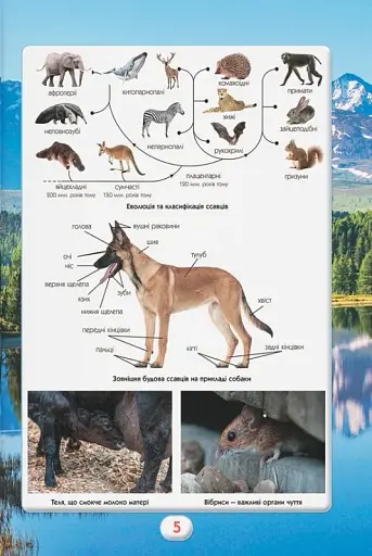 Ви маєте це знати. Світ звірів - фото 11