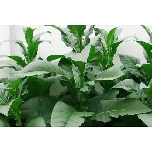 Семена Табак для курения "Берли" Весна 1г (22480) - фото 1