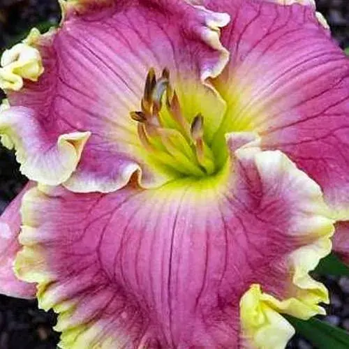 Лілейник "Natural Wonder" (186860) 1 шт - фото 1