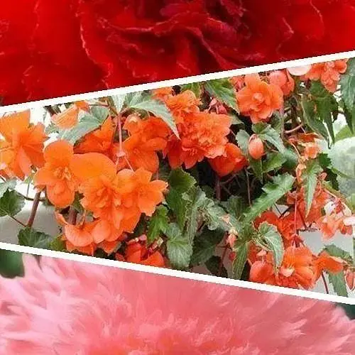 Бегонія Agro-Market мікс з 3-х сортів Віра (Faith) 3шт в комплекті (45734) - фото 1