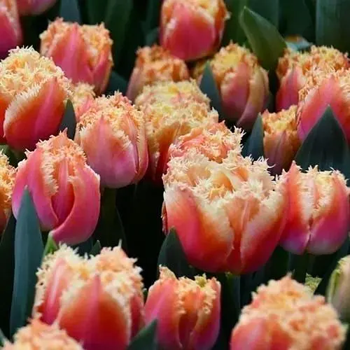 Тюльпан "Brisbane" (181245) 2 шт - фото 1