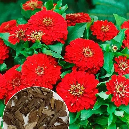 Цинія "Червоне полум'я" (Зипер) Весна 2г (22376) - фото 2