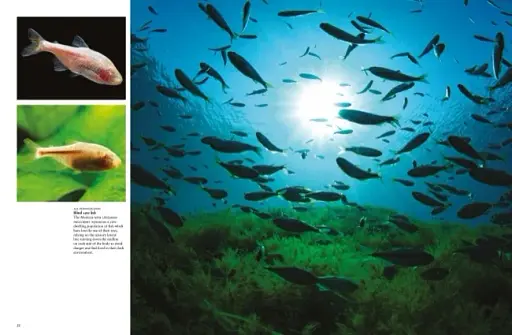 Tropical Fish: From Stingrays to Clown Fish - фото 2