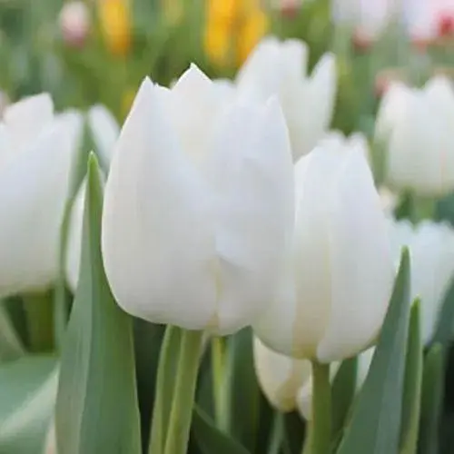 Тюльпан "White Dream" 3 шт (17032) - фото 1