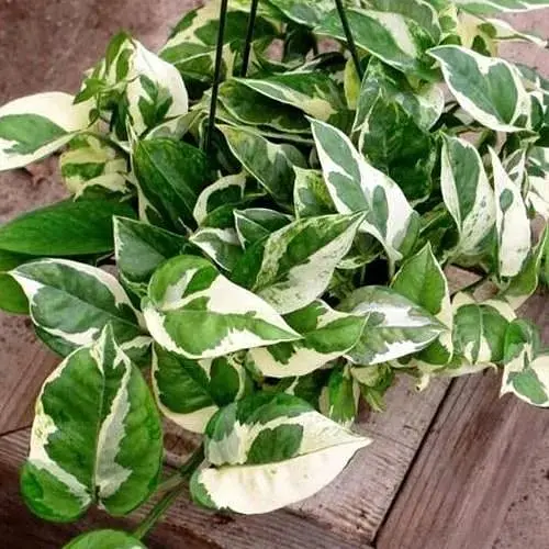 Эпипремнум Agro-Market Н-Джой 20-30 см (189013) 1 саженец в упаковке комнатный - фото 3