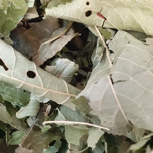 100 г вишня лист сушений - свіжий урожай