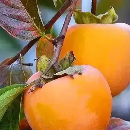 Хурма на виргинском морозостойком подвое Agro-Market "Голден Квин" высший сорт! (190705) 2-летний саженец в упаковке - фото 1