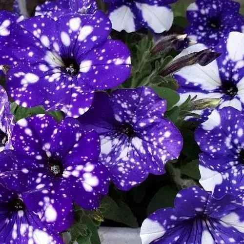 Петуния Alpetunia "Glacier Sky" (контейнер №10 высота 10-15см) (64512) 1 шт - фото 1