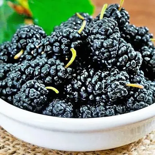 Шовковиця Плакуча чорна "Шеллі" (вік від 2-х років висота 100-110см) (179765) 1 саджанець - фото 1