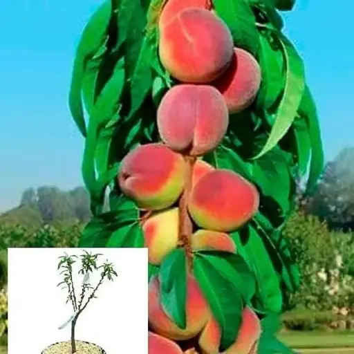 Персик колоноподібний Agro-Market "Штайнберг" укорінений у контейнері (саджанець 2 роки) (153065) 1 саджанець в упаковці - фото 1