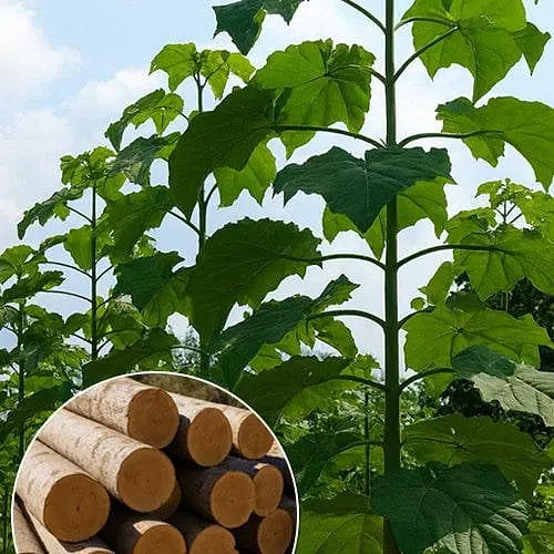 Павловнія 2-х річна Agro-Market для деревини Paulownia Shan Tong Морозостійкий Superhybrid -33С 189663 1 саджанець в упаковці - фото 1