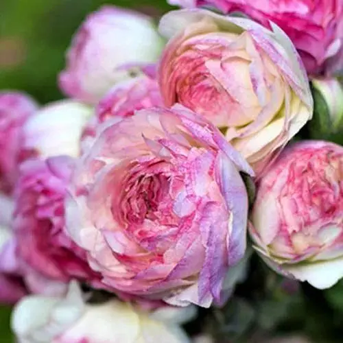 Лютики (Ранункулюс) "Picotee Roze" (186368) 5 шт - фото 1