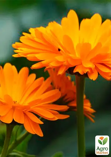 Календула "Врачебная" Весна 3г (22421) - фото 2