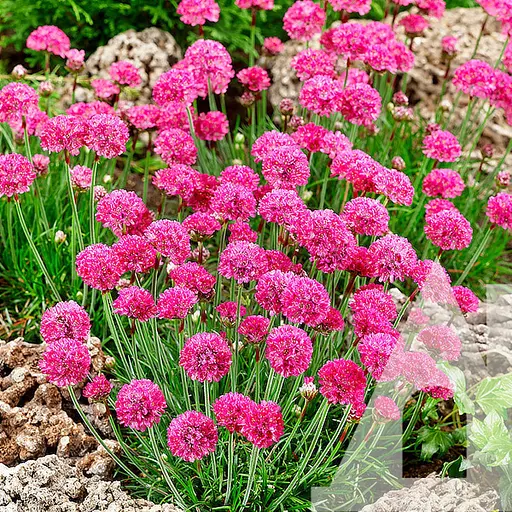 Армерія Приморська Садиба Центр Рожевий бриз 0.1 г 