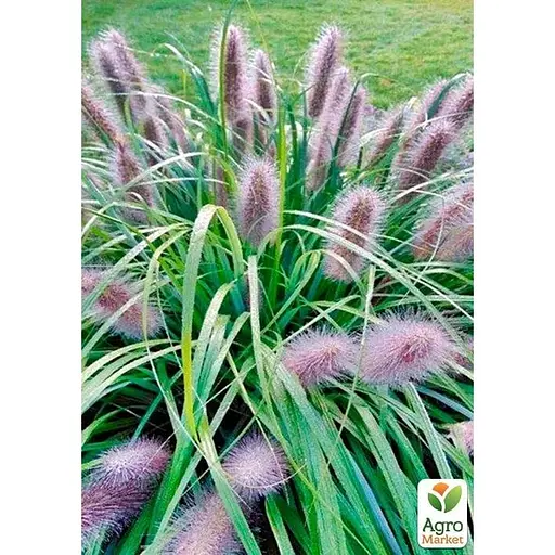 Пеннисетум лисохвостый Agro-Market Moudry вазон С2 (176620) 1 саженец в упаковке - фото 1