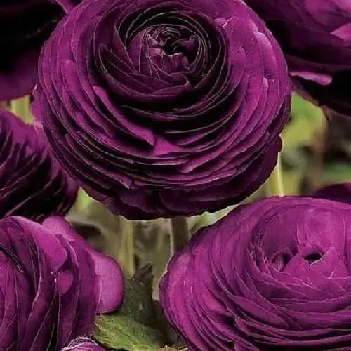 Лютики (Ранункулюс) "Violet" (размер 5/6, большой) (155964) 5 шт - фото 1