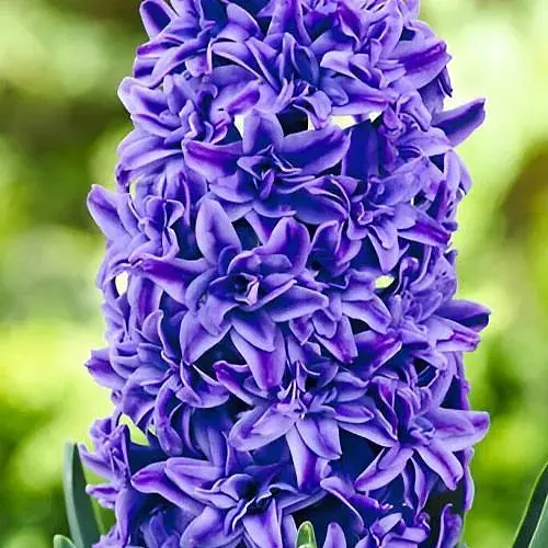 Гіацинт махровий "Crystal Palace" (186362) 2 шт - фото 1