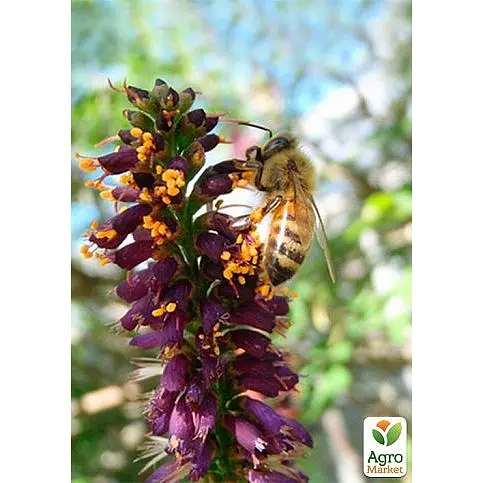 Аморфа кустарниковая (прекрасный медонос и пыльценос) Agro-Market Р9 (189165)1 саженец в упаковке - фото 3