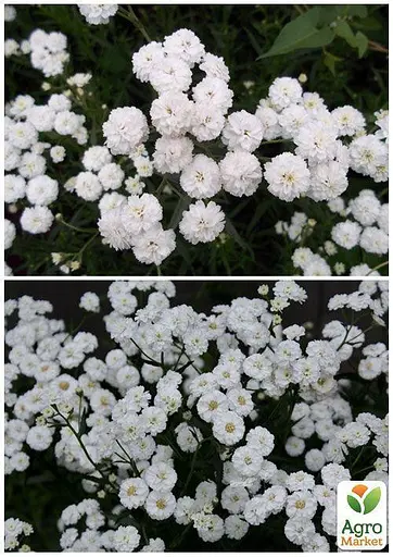 Гипсофила белая Весна 2г (13286) - фото 2