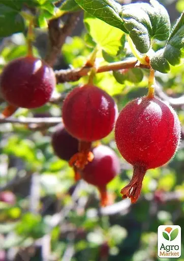 Крыжовник на штамбе Agro-Market "Сенатор" (средний срок созревания) (44847) 1 саженец в упаковке - фото 2