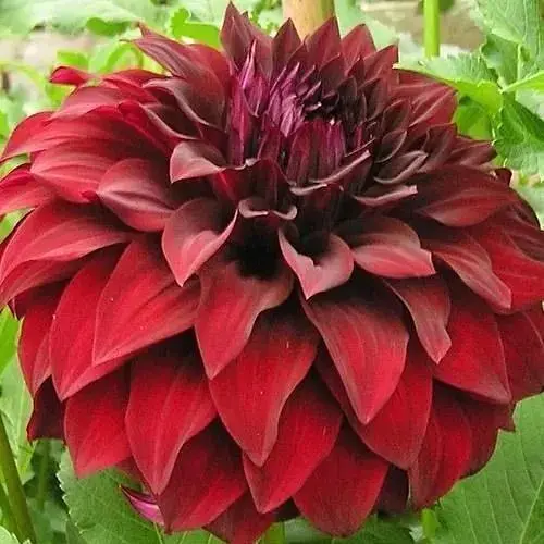 Жоржина "Spartacus" (48205) 1 шт - фото 1