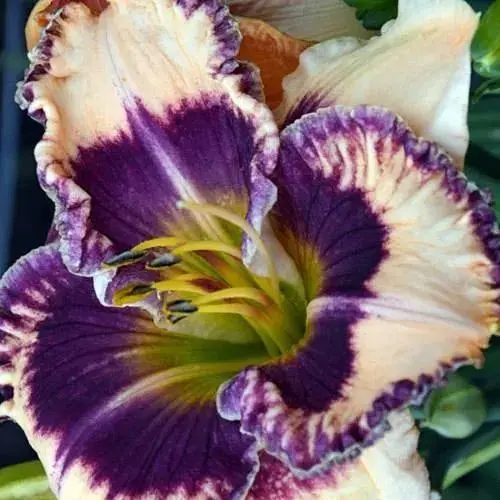 Лілійник "Smooth Talker" (181045) 1 шт - фото 1