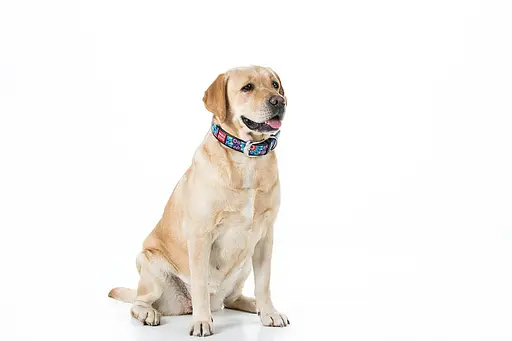 Нашийник для собак шкіряний Waudog Design з QR-паспортом "Квіти" Ш 25 мм Д 38-49 см чорний - фото 3